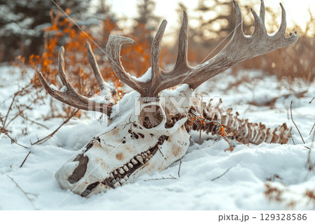Deer skull and antlers rest on snowy ground,...のイラスト素材 [129328586] - PIXTA