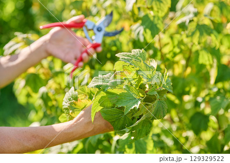 Female gardener with pruning shears pruning blackcurrant bush in garden 129329522