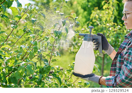 Female with garden sprayer spraying apple tree 129329524