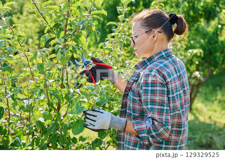 Female gardener with pruning shears pruning apple tree in the garden Female gardener with pruning shears pruning apple tree in the garden 129329525
