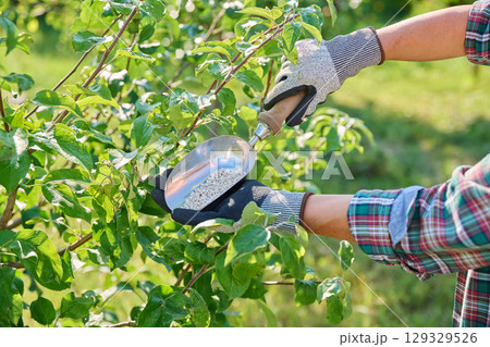 Woman showing mineral fertilizer to fertilize green apple tree in summer garden Woman showing mineral fertilizer to fertilize green apple tree in summer garden 129329526