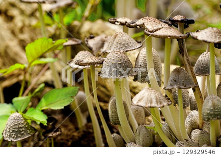 ササクレヒトヨダケ 129329546