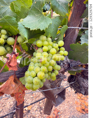 Close up of grapes hanging on branch. Hanging grapes. Grape farming Close up of grapes hanging on branch. Hanging grapes. Grape farming 129329704