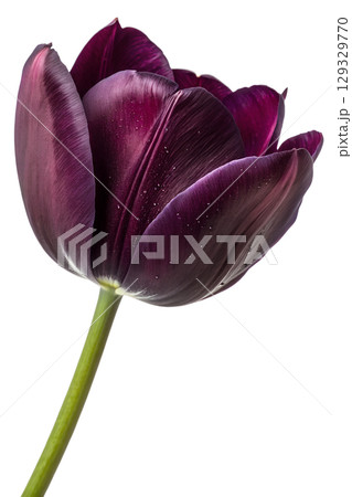 Elegant dark purple tulip in full bloom, single spring flower isolated on transparent background Elegant dark purple tulip in full bloom, single spring flower isolated on transparent background 129329770