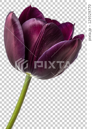 Elegant dark purple tulip in full bloom, single spring flower isolated on transparent background 129329770
