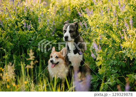 Corgi and mongrel enjoy a walk through a flower field Corgi and mongrel enjoy a walk through a flower field 129329878