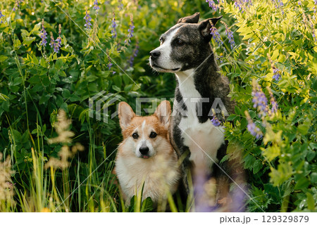 Dogs Sitting in Wildflower Field Dogs Sitting in Wildflower Field 129329879