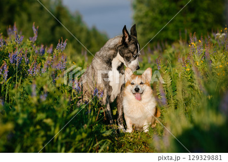 Two Dogs Enjoying Nature Together in a Flower Field Two Dogs Enjoying Nature Together in a Flower Field 129329881