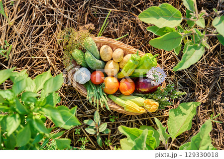 Top view of basket with summer harvest of many different vegetables, herbs Top view of basket with summer harvest of many different vegetables, herbs 129330018
