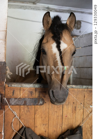 brown horse with a braid on his bangs stands in a wooden stall.  129330049