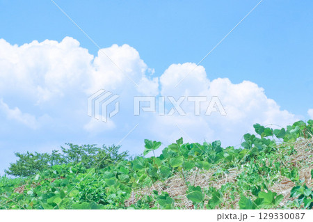 夏の日差しを受ける葛の葉と入道雲 夏の日差しを受ける葛の葉と入道雲 129330087