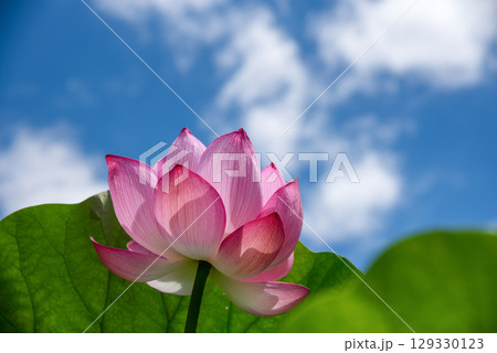 蘇った古代ハス(東京・薬師池公園)3 蘇った古代ハス(東京・薬師池公園)3 129330123