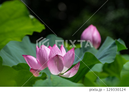 蘇った古代ハス（東京・薬師池公園）4 129330124