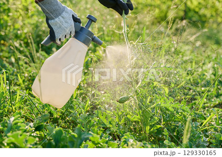 Close-up of spraying watermelon plants on an outdoor bed from hand spray bottle Close-up of spraying watermelon plants on an outdoor bed from hand spray bottle 129330165