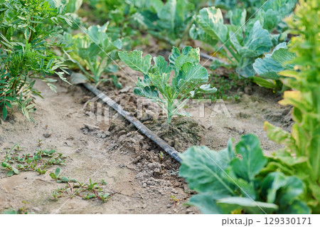 Vegetable garden with drip irrigation in the summer season Vegetable garden with drip irrigation in the summer season 129330171