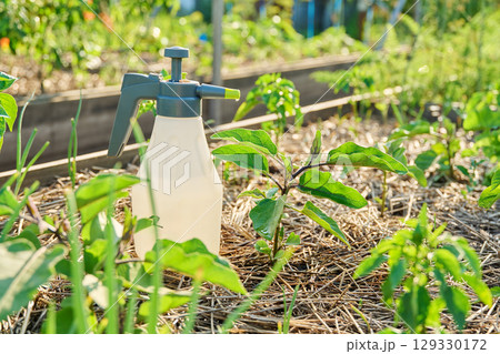Spraying bio preparation on young eggplant plants in raised bed Spraying bio preparation on young eggplant plants in raised bed 129330172