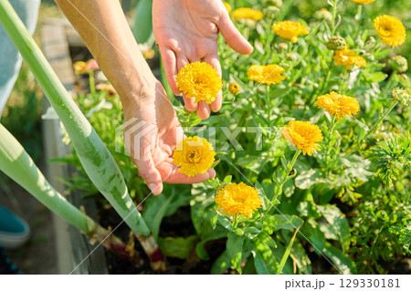 Close up of blooming orange terry Calendula bush in woman hands, outdoors Close up of blooming orange terry Calendula bush in woman hands, outdoors 129330181
