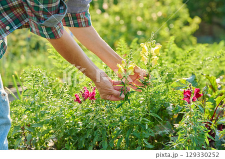 Close up of woman holding flowering Antirrhinum plant 129330252