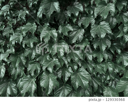 A vibrant and dense green leaf wall, perfect for use as a natural background or eco-friendly design element. The fresh foliage is evenly layered, creating a seamless texture that symbolizes nature A vibrant and dense green leaf wall, perfect for use as a natural background or eco-friendly design element. The fresh foliage is evenly layered, creating a seamless texture that symbolizes nature 129330368