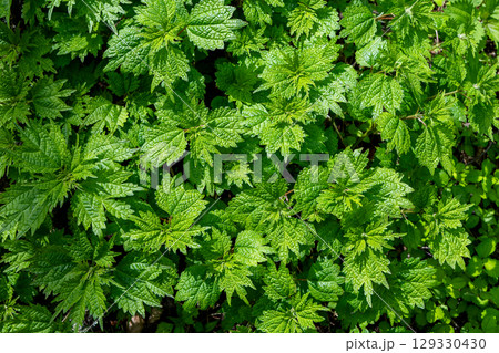 鮮やかな新緑の葉 129330430