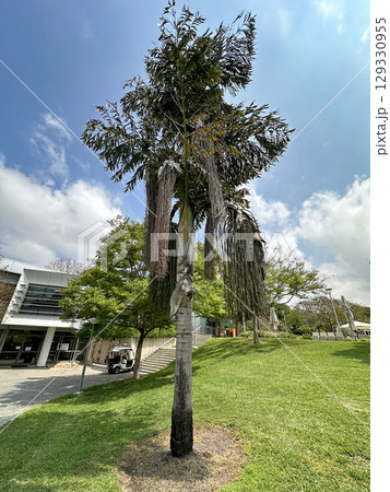 Jaggary palm or fishtail palm tree (lat.- Caryota urens) 129330955