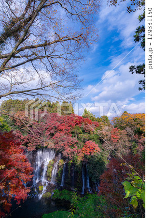 【紅葉素材】秋の富士宮市の白糸の滝・雲に見え隠れする富士山【静岡県】 【紅葉素材】秋の富士宮市の白糸の滝・雲に見え隠れする富士山【静岡県】 129331150