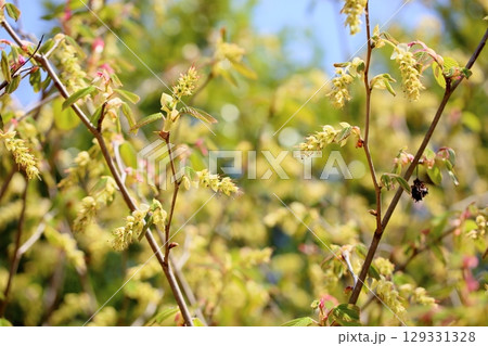 爽やか　トサミズキの花 129331328