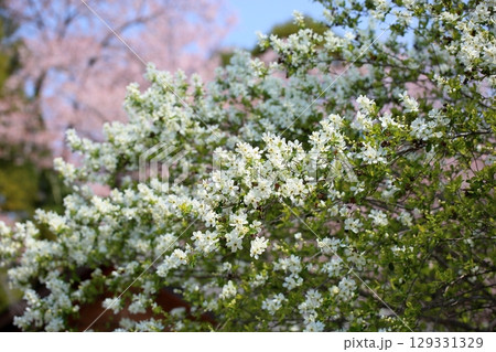 爽やか　リキュウバイの花 129331329