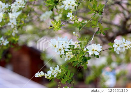 爽やか　リキュウバイの花 129331330