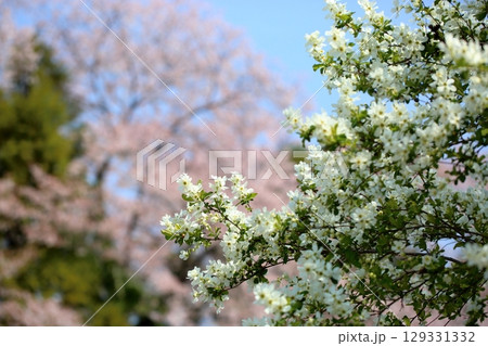 爽やか　リキュウバイの花 129331332