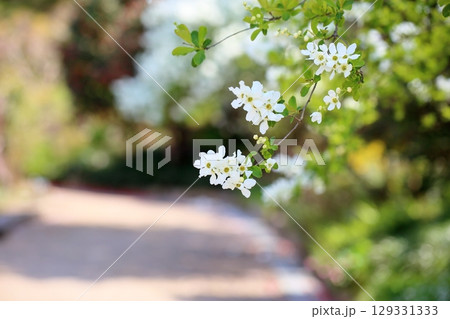 爽やか リキュウバイの花 爽やか リキュウバイの花 129331333
