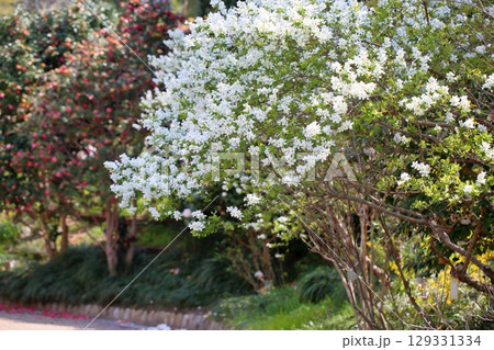爽やか リキュウバイの花 爽やか リキュウバイの花 129331334