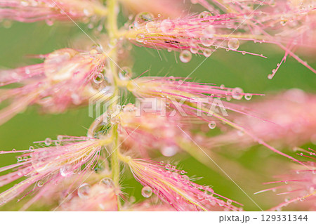 Decorative pink grass plant with water drops thin focus part. 129331344