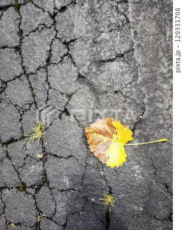 Fallen Leaf on Cracked Asphalt Fallen Leaf on Cracked Asphalt 129331708
