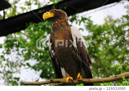 オオワシ・旭山動物園（北海道・旭川市 129332095