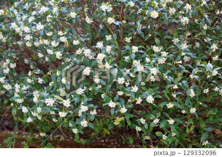 可愛い　ジンチョウゲの花 129332096