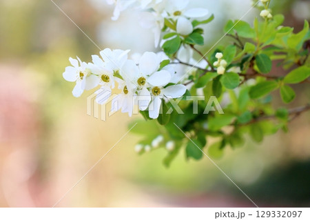 爽やか　リキュウバイの花 129332097