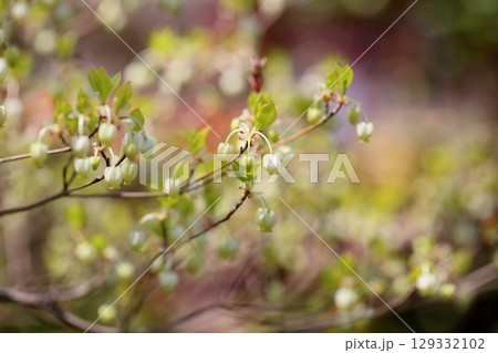 可愛い　ドウダンツツジの花 129332102