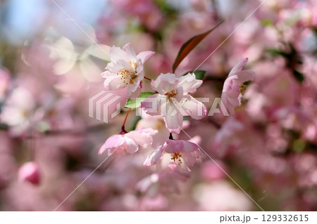 華やか ハナカイドウの花 華やか ハナカイドウの花 129332615