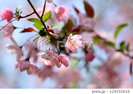 華やか　ハナカイドウの花 129332616