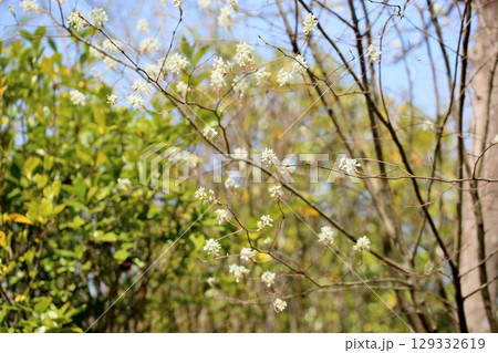 爽やか ジューンベリーの花 爽やか ジューンベリーの花 129332619