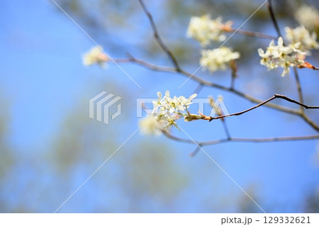 爽やか　ジューンベリーの花 129332621