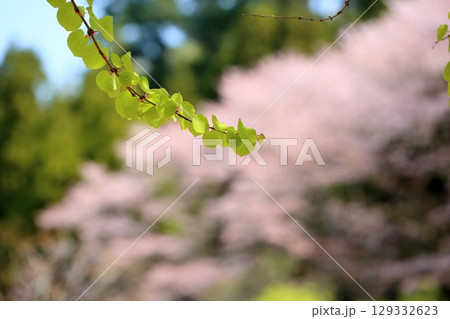 爽やか　カツラの葉　背景　ピンクの桜 129332623