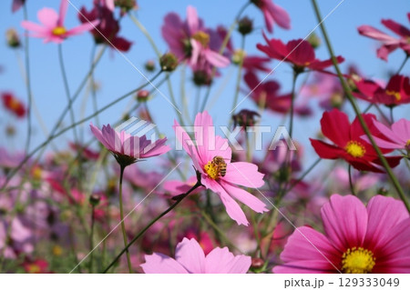 優雅な秋の彩り コスモスのアップクローズ写真 129333049