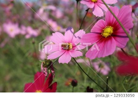 優雅な秋の彩り コスモスのアップクローズ写真 129333050