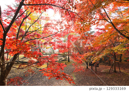 秋の曽木の滝 秋の曽木の滝 129333169