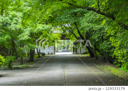 京都 最勝金剛院 山門へつながる新緑に包まれた参道 京都 最勝金剛院 山門へつながる新緑に包まれた参道 129333179