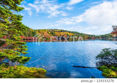 秋の白駒池 129333276