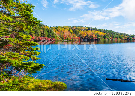 秋の白駒池 129333278