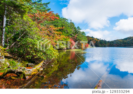 秋の白駒池 129333294